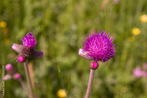 Thistle