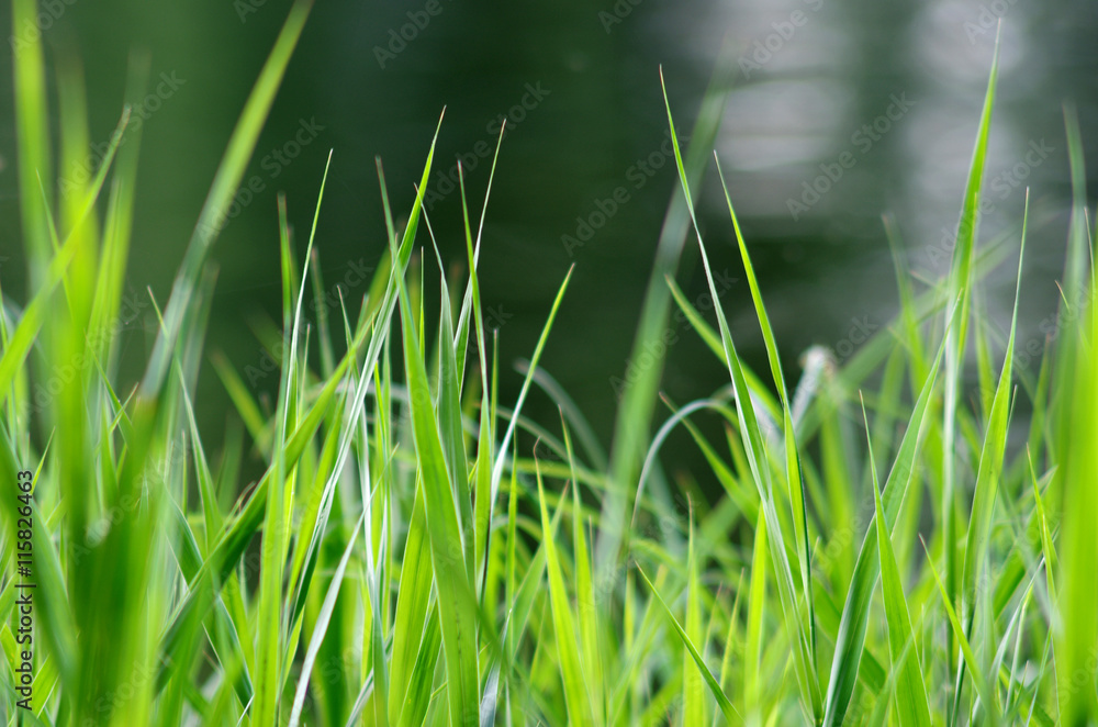 Green grass and blurry background Green grass and blurry background