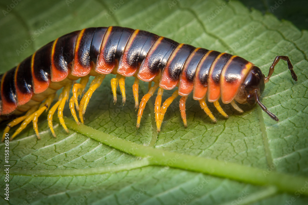 Fototapeta premium Orange Millipede Leaf