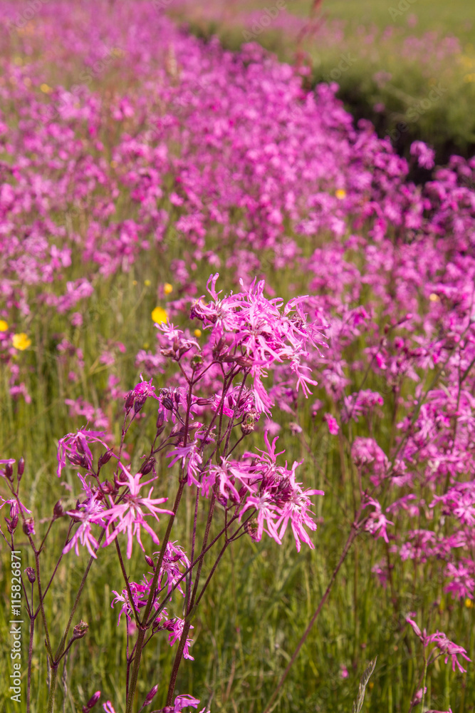 Ragged-Robin (Lychnis flos-cuculi) blooming in a meadow Ragged-Robin (Lychnis flos-cuculi) blooming in a meadow