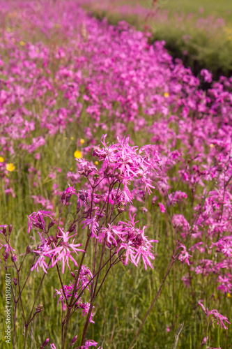 Ragged-Robin  Lychnis flos-cuculi  blooming in a meadow