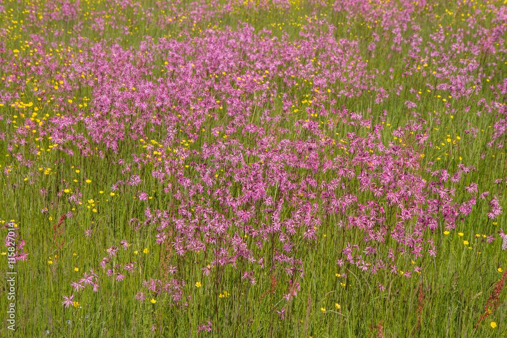 Ragged-Robin (Lychnis flos-cuculi) blooming in a meadow Ragged-Robin (Lychnis flos-cuculi) blooming in a meadow