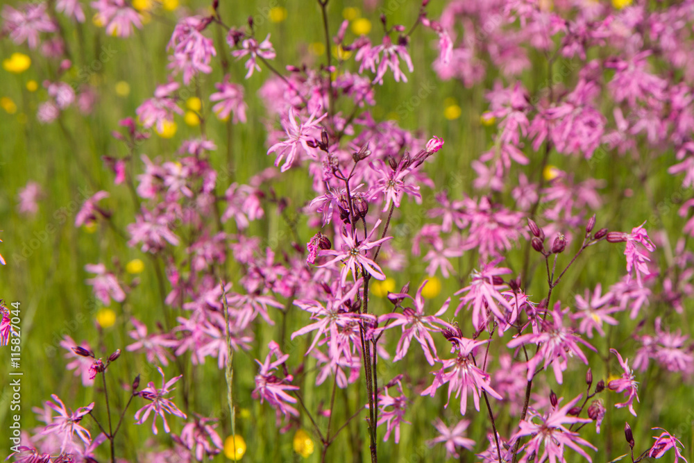 Ragged-Robin (Lychnis flos-cuculi) blooming in a meadow Ragged-Robin (Lychnis flos-cuculi) blooming in a meadow