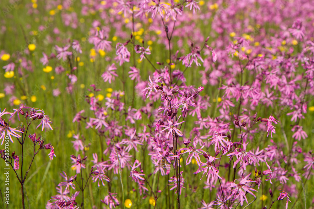 Ragged-Robin (Lychnis flos-cuculi) blooming in a meadow