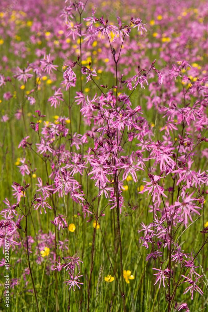 Ragged-Robin (Lychnis flos-cuculi) blooming in a meadow Ragged-Robin (Lychnis flos-cuculi) blooming in a meadow
