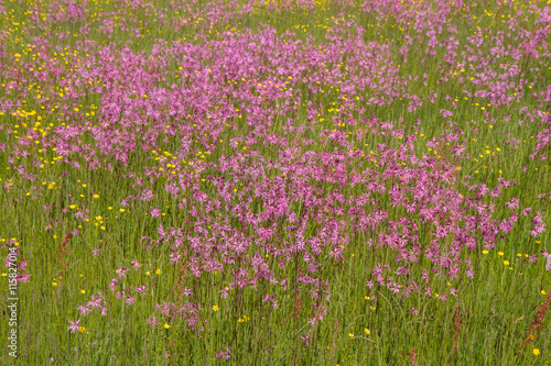 Ragged-Robin  Lychnis flos-cuculi  blooming in a meadow