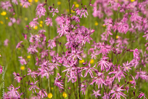 Ragged-Robin (Lychnis flos-cuculi) blooming in a meadow