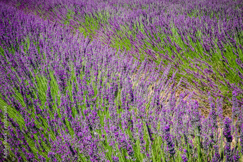 Obraz premium Champs de lavandes en Provence