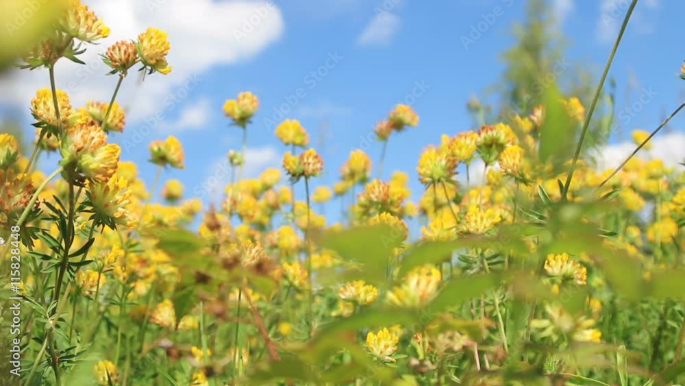 flowers of clover growing in the summer day flowers of clover growing in the summer day