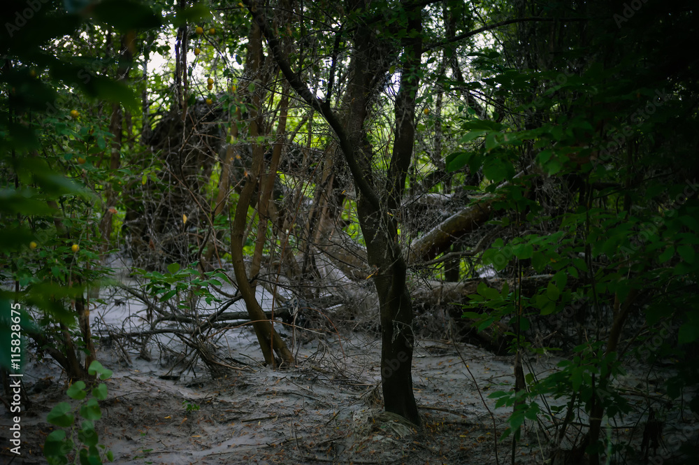 Scary spider nest between trees in the forest Scary spider nest between trees in the forest