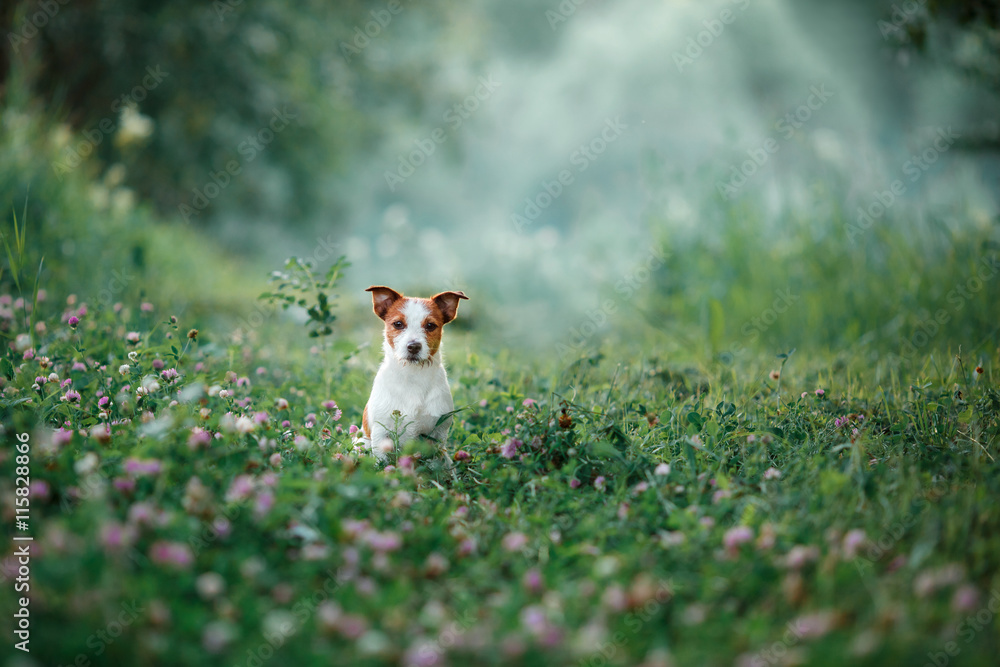 dog walks on nature, greens, Jack Russell Terrier on the grass dog walks on nature, greens, Jack Russell Terrier on the grass