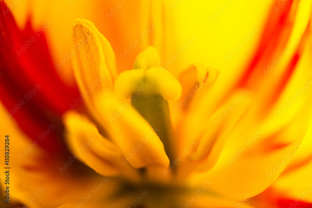 Closeup of the blooming yellow tulip flower