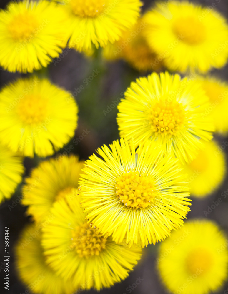 Yellow coltsfoot flowers (Tussilago farfara) Yellow coltsfoot flowers (Tussilago farfara)