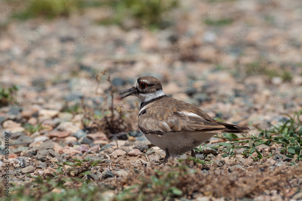 Obraz premium Killdeer