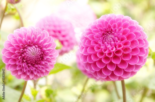 Fotografering A couple of pink fluffy dahlias