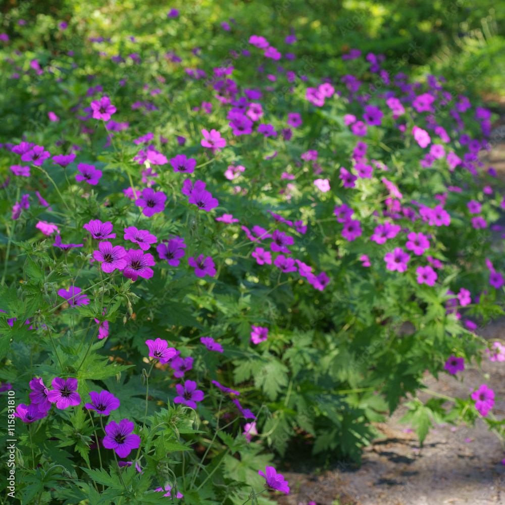 Geranium cranesbill 