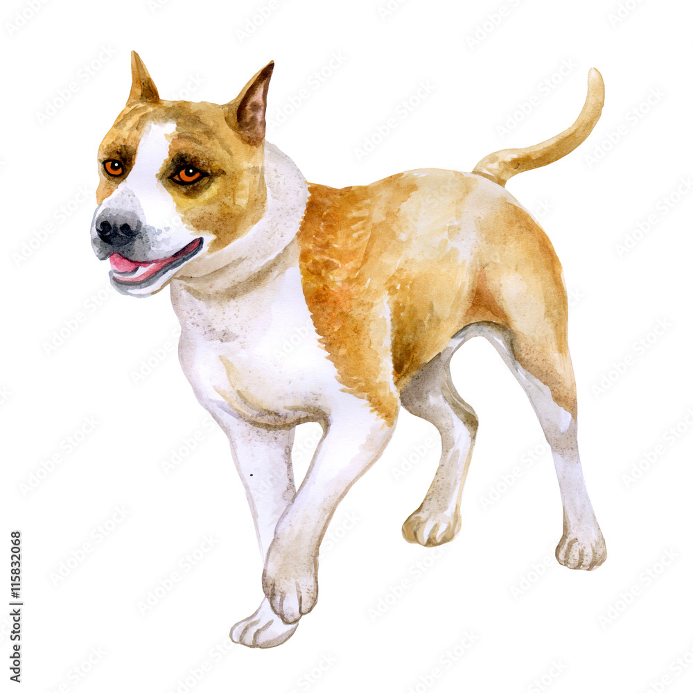 Watercolor closeup portrait of American Staffordshire Terrier breed dog  isolated on white background. Shorthair smooth dog posing at dog show. Hand  drawn sweet home pet. Greeting card design. Clip art Stock Illustration |