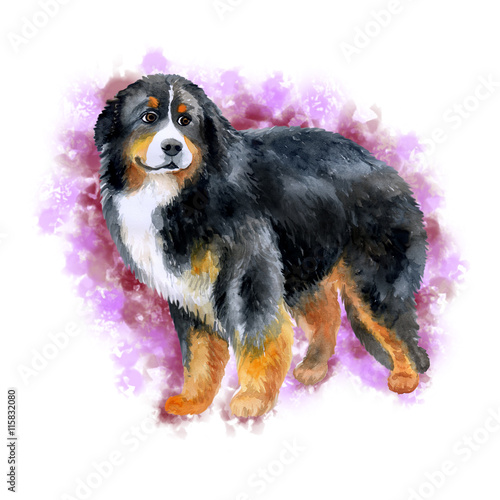 Watercolor closeup portrait of Bernese Mountain Dog breed dog isolated on white background. Longhair large farm working dog posing at dog show. Hand drawn sweet home pet. Greeting card design clip art