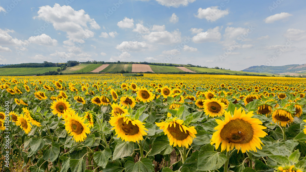Fototapeta premium Sunflower field