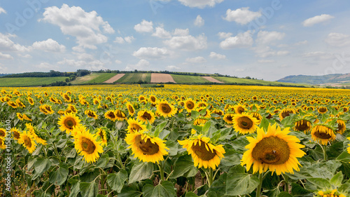 Sunflower field