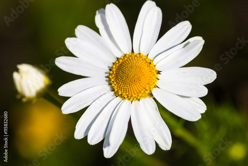 Fototapeta Naklejka Na Ścianę i Meble -  Closeup of the blooming oxeye daisy