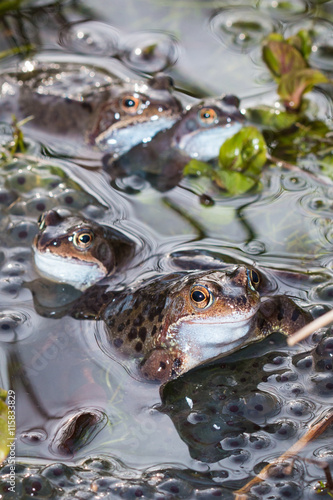 Photos Four speckled common frogs mating and spawning in a pond in spring