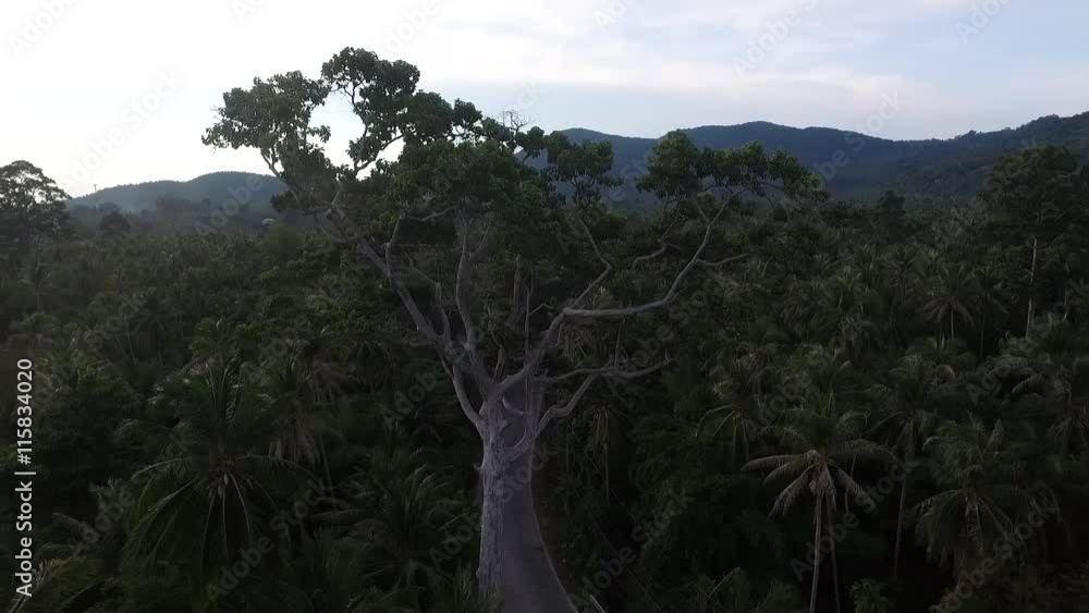Aerial jungle tree view in Koh Phangan Thailand Aerial jungle tree view in Koh Phangan Thailand