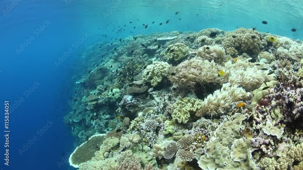 Healthy Coral Reef in Tropical Pacific Healthy Coral Reef in Tropical Pacific