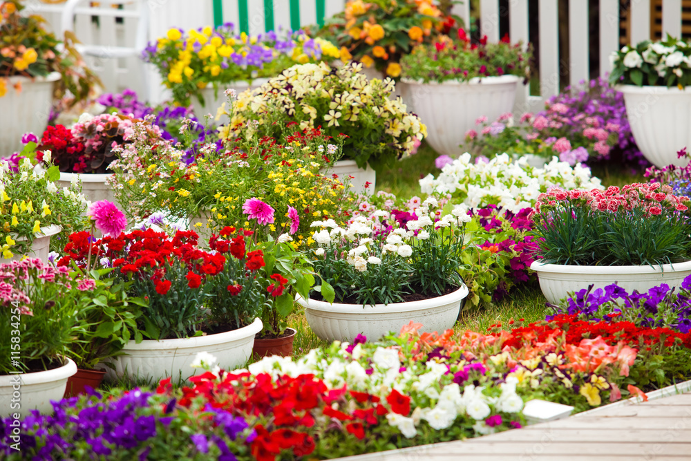 Different kinds of garden flowers in pots. Landscape design flowers. Colorful petunias in potflowers Different kinds of garden flowers in pots. Landscape design flowers. Colorful petunias in potflowers