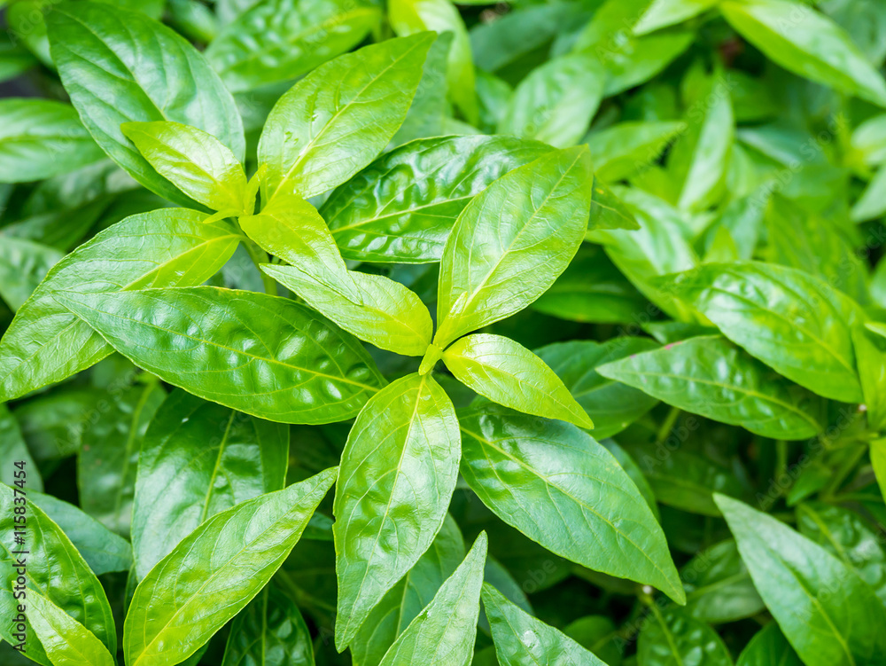 fresh herbal plant leaves Andrographis paniculata fresh herbal plant leaves Andrographis paniculata