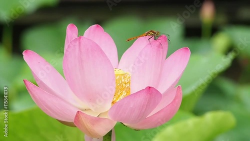 Dragonfly on Lotus Flower