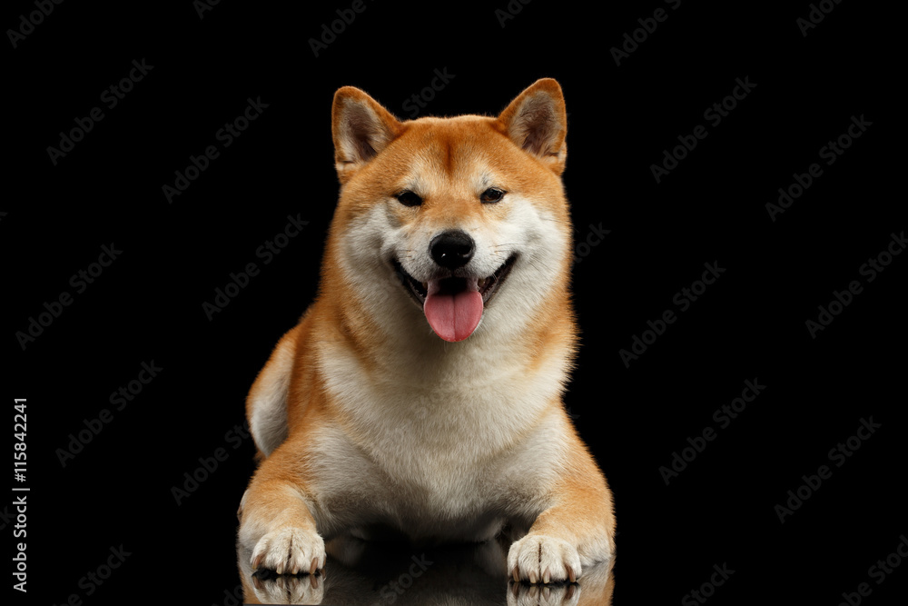 pedigreed Shiba inu Dog Lying and Smiling, Looks Curious on Isolated Black Background, Front view pedigreed Shiba inu Dog Lying and Smiling, Looks Curious on Isolated Black Background, Front view