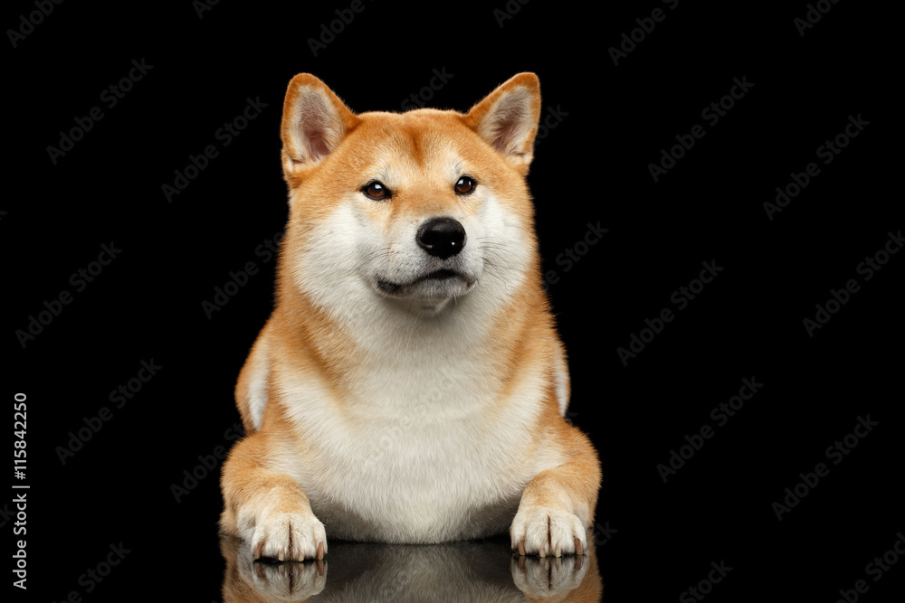 Pedigreed Shiba inu Dog Lying, Looks closely on Isolated Black Background, Front view