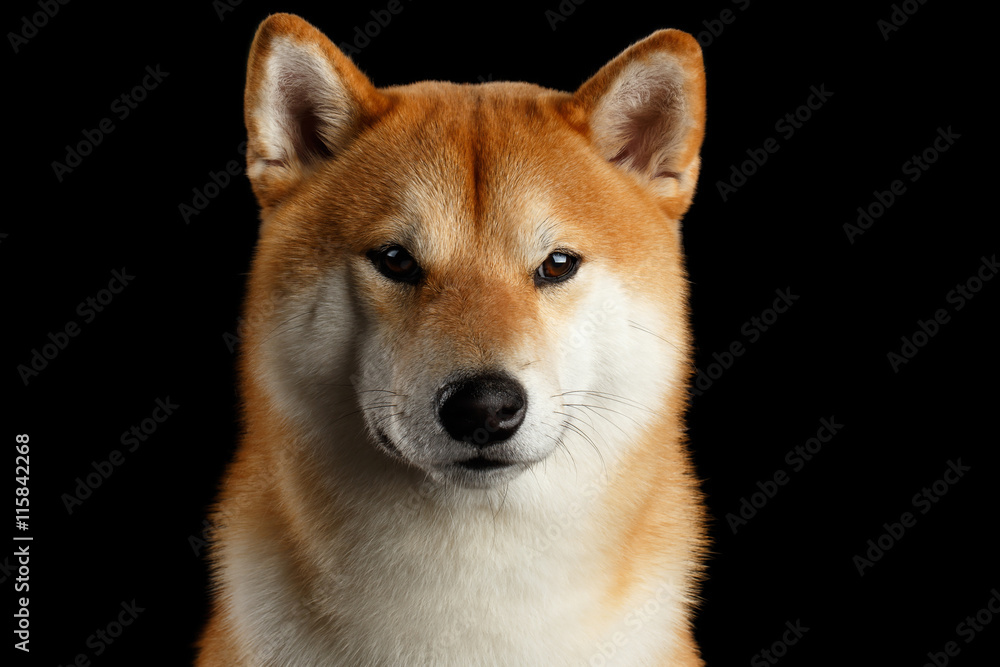Close-up Portrait of head Shiba inu Dog, Looks Curious in Camera, Isolated Black Background, Front view, Brutal Eyes