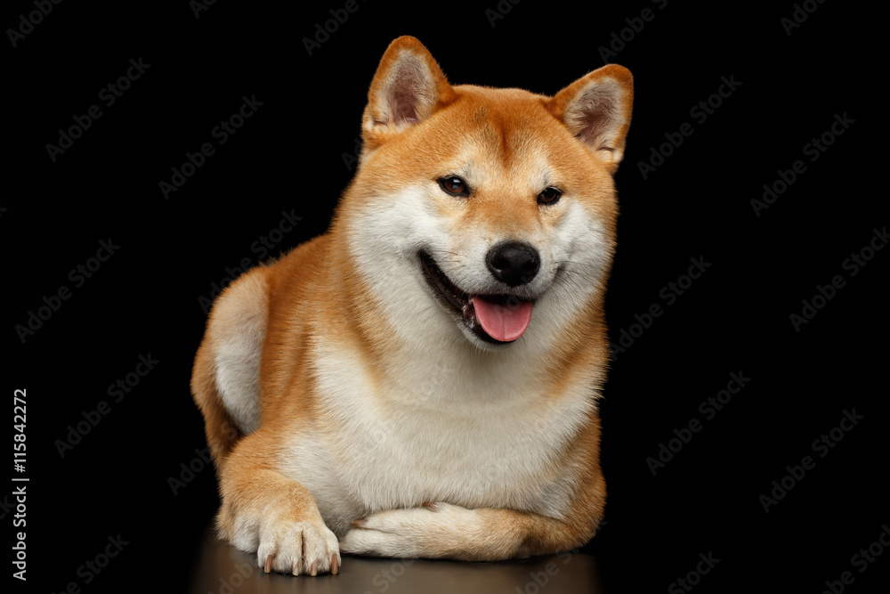 Funny pedigreed Shiba inu Dog Lying and Smiling, Looks Curious on Isolated Black Background, Front view Funny pedigreed Shiba inu Dog Lying and Smiling, Looks Curious on Isolated Black Background, Front view