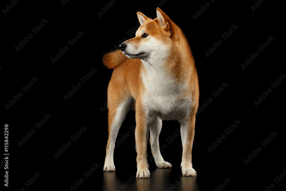 Cute pedigreed Red Shiba inu Breed Dog Standing and Looks Curious on Isolated Black Background, Front view