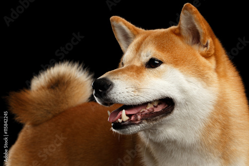 Close-up pedigreed Shiba inu Dog Smiling and Looks Curious on Isolated Black Background, view with Tail