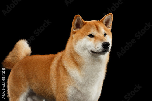 Close-up pedigreed Red Shiba inu Breed Dog Standing and Looks Curious on Isolated Black Background, Front view