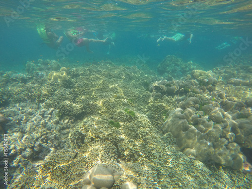 underwater coral reefs in sea