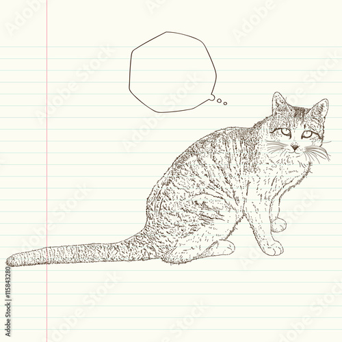 sitting cat, lovely cat is watching you