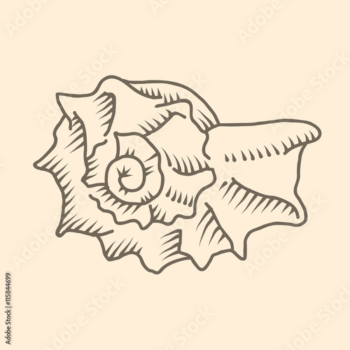 Spiral seashell illustration