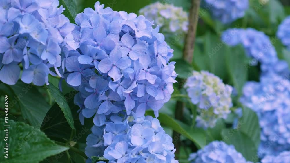 Hydrangea Flowers,in Kokubunji,Tokyo,Japan,Filmed in 4K Hydrangea Flowers,in Kokubunji,Tokyo,Japan,Filmed in 4K