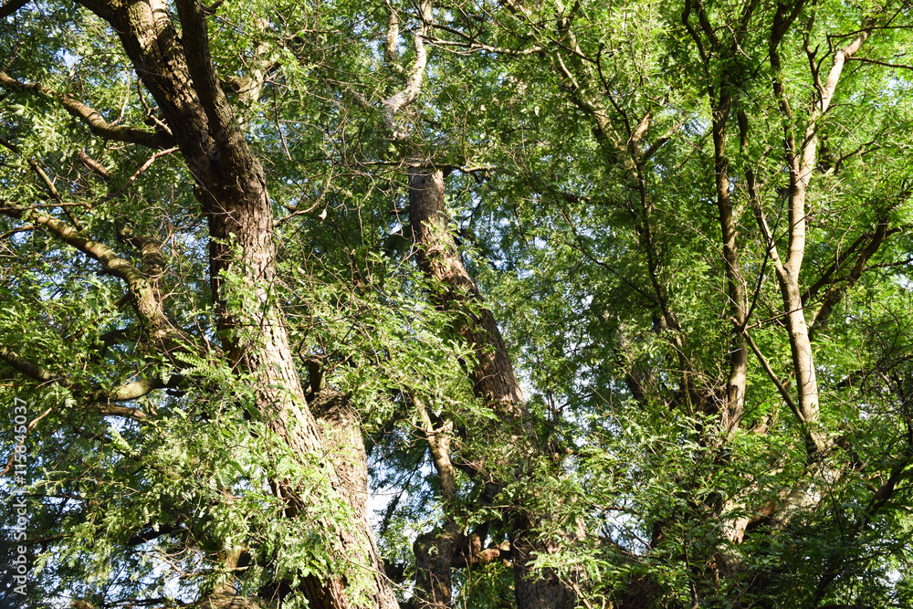 Fototapeta premium Tree for background