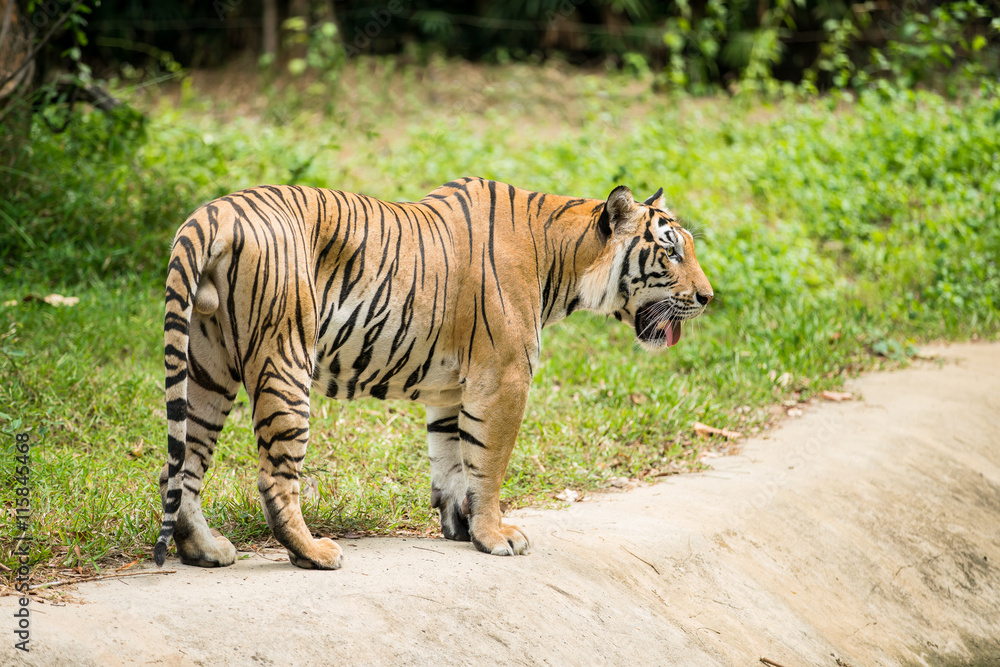 Alone male bengal Tiger walking on poolside with copy space - Panthera Tigris
Alone male bengal Tiger walking on poolside with copy space - Panthera Tigris