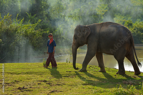 Young elephant on sunrise in the forest,Surin Thailand