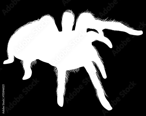 large hairy spider silhouettes isolated on black
