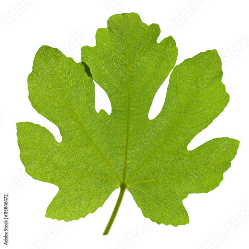 Fig leaf