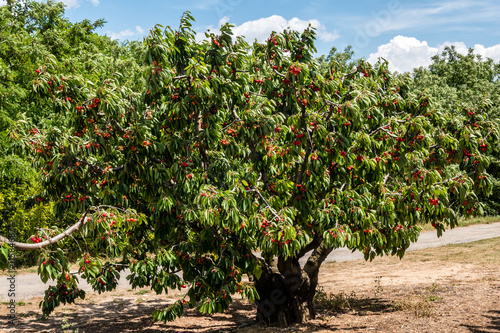 Reife Kirschen am Baum photo