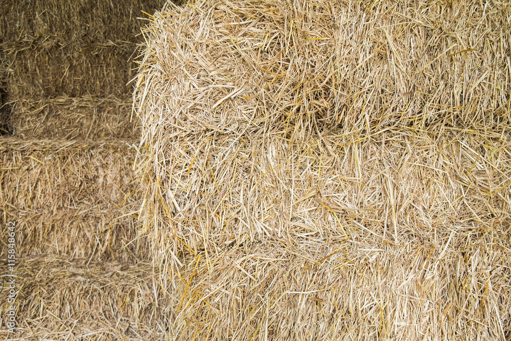 Hay Hay