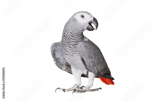 Jaco parrot and pieces of raw potato isolated on a white background